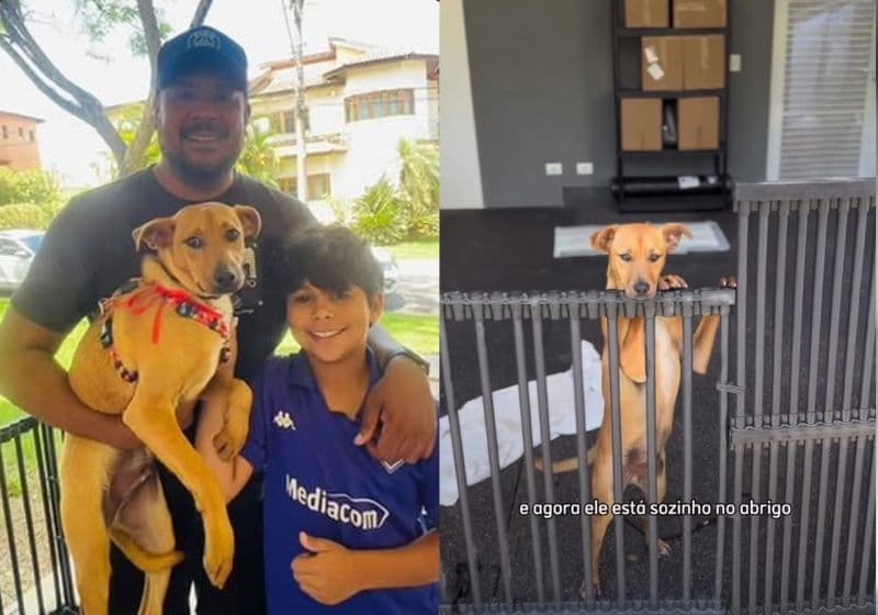 Família adota o filhotinho caramelo rejeitado após mãe e a irmã serem adotadas em SP: novo nome; vídeo
